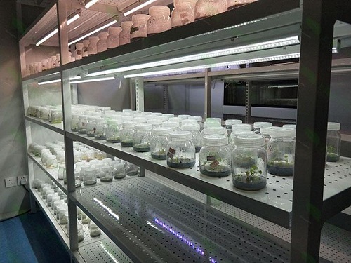 徽县植物组织培养实验室设计建设方案